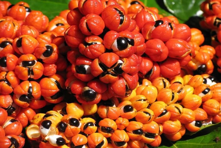 guarana