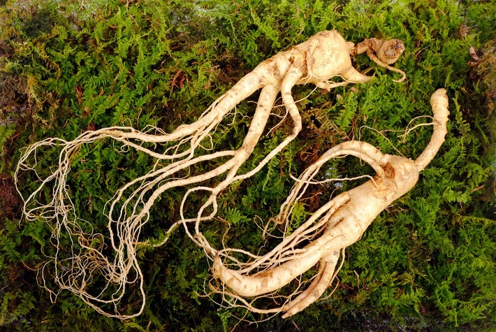 Panax Gingseng